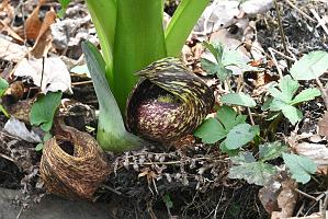 2025-04256590 Broad Meadow Brook, MA